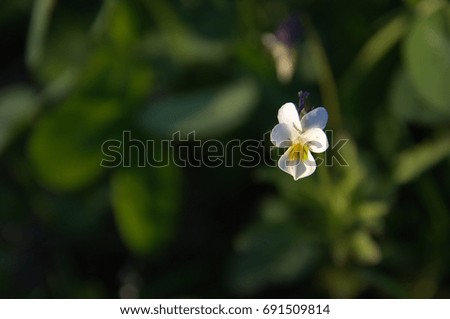 Lonely white flower of violets on the background of grass in the sun