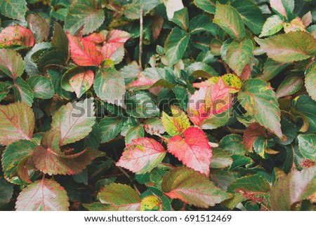Green and leaf leaf with dark tone for your background