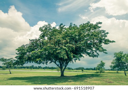big tree,give shadow, blue sky, style, vintage, background.