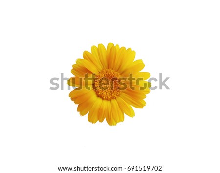 Calendula. Marigold flower isolated on white.