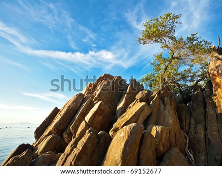Small tree on the rocks at the tropical beach