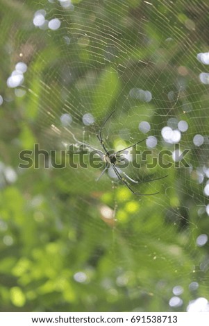 A large spider in the middle of a beautiful spider web.