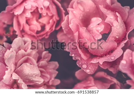 Pattern of roses, stylish, toned photo. Background, greeting card, greeting. Pastel colors Postcard, valentines day, explanation in love, background, floral pattern