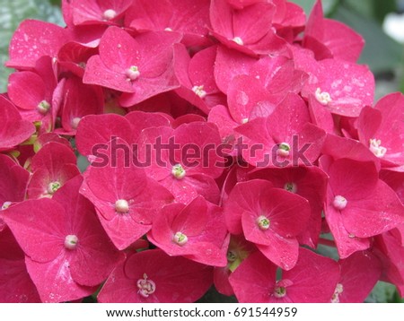 Red hydrangeas close-up