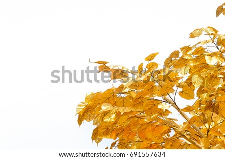 gold leaf background soft focus on white, use for background