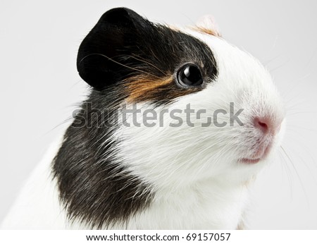 guinea pig isolated on grey