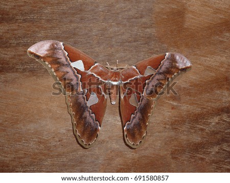 Rothschildia butterfly on wooden background