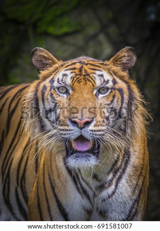 The tiger (Panthera tigris) is the largest cat species, most recognizable for their pattern of dark vertical stripes on reddish-orange fur with a lighter underside.