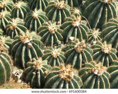 Close-up on a large amount of Cactus