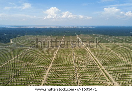 Arial view of palm plantation with dramatic blue sky at background