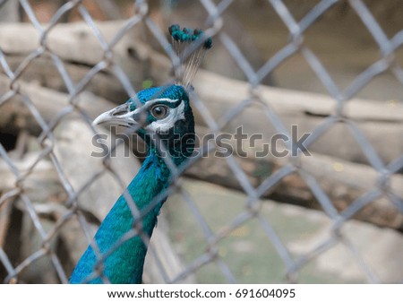 Colorful peacock in the net cage