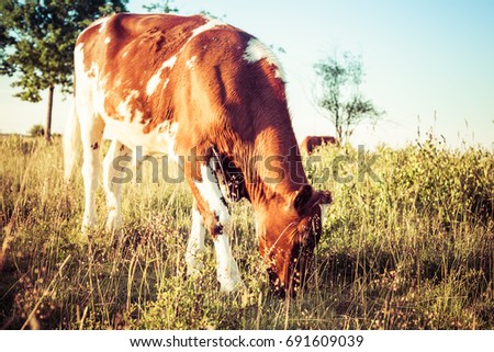 Vintage picture of a cow