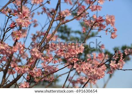 Beautiful cherry blossom 