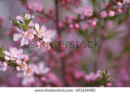 Background of almond flower