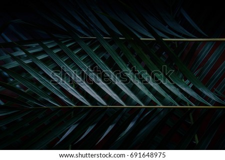 Green leaves Palm texture background Blue tone dark  at phuket Thailand