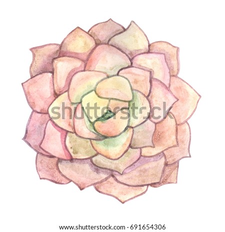 Watercolor succulent. A beautiful summer plant. Watercolor cactus.