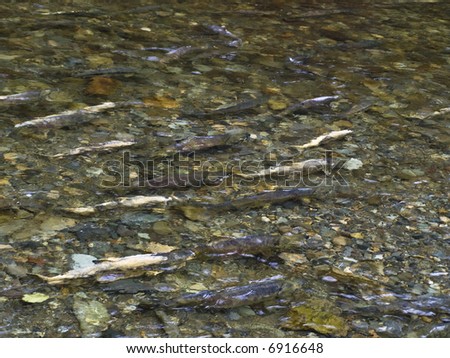 School of salmon swims up the river during breeding season