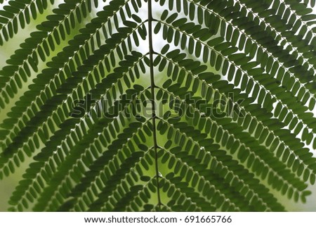  Leaves texture background, tamarind