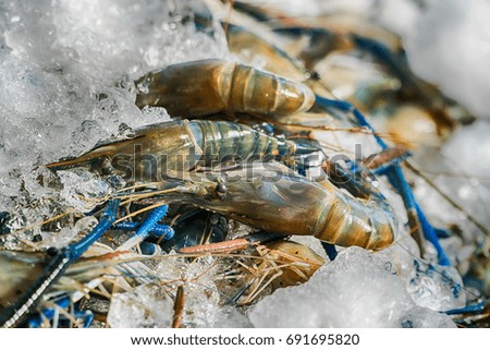 Raw shrimps in market 