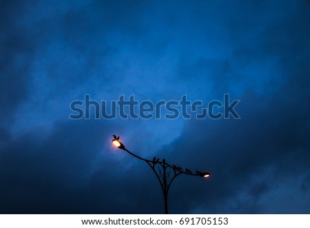 Birds resting on a street light pole