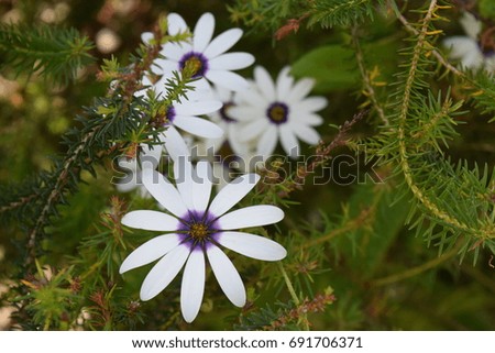 Simple white daisy like flowers with blue centers. 