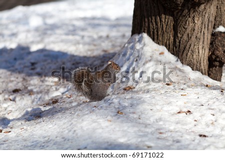 Squirrel hiding nuts in the Winter snow