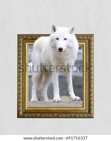 Arctic wolf in old wooden frame with 3d effect