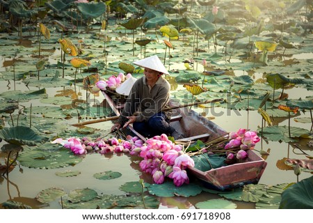 Agriculture is harvesting lotus in the swamp. It is an Asian way of life, such as Thailand, Laos and Vietnam. Royalty-Free Stock Photo #691718908