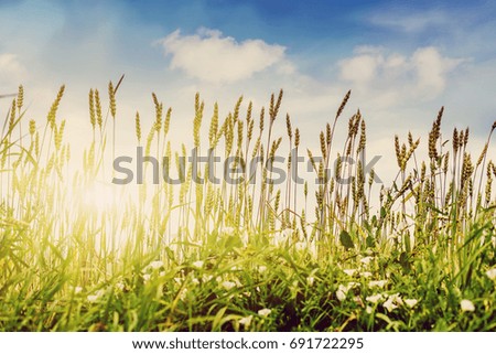 full of ripe grains, golden ears of wheat or rye close up on a  blue sky background.  Rich harvest Concept. Rural landscape under shining sunlight. small depth of field