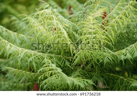 Background with green twigs and leaves, texture
