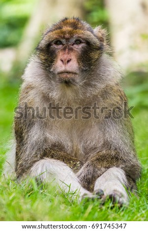 An old Barbary macaque soaks up some of the summer sunshine on an overcast day on the forest floor in Staffordshire, England.
