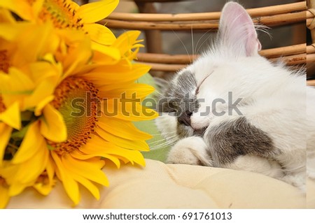 The cat fell asleep near the flowers of a sunflower on a summer day