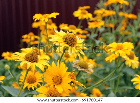 bright yellow  flowers / summer background