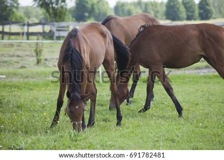  horses on the meadow