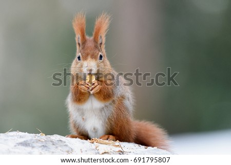 Squirrel snack on a snow stump