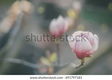 Beautiful magnolia flowers blossom during the spring. Close up. Vintage effect. Shallow focus.