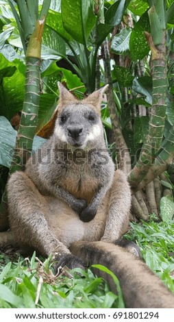 cute kangaroo 