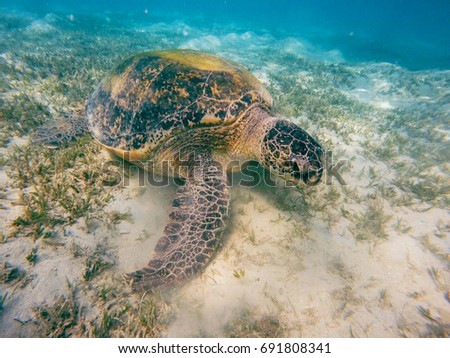 Adult green sea turtle (Chelonia mydas) grazing in red sea, Marsa Alam, Egypt