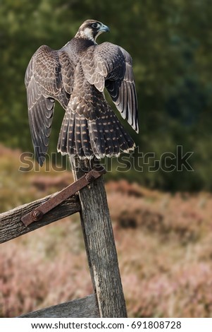 Wary peregrine. A peregrine falcon raises its wings as it looks around from its perch on a gate post.