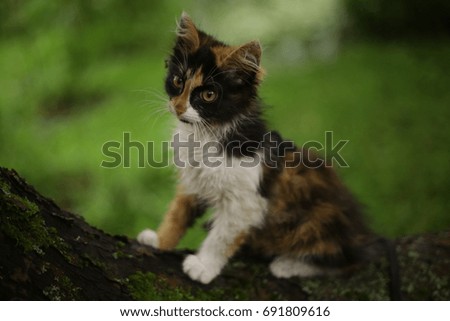 three colored she kitten on the tree on green summer garden background close up photo