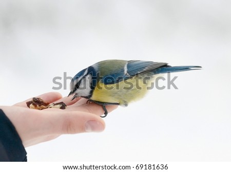titmouse sitting on a palm and pecking nuts