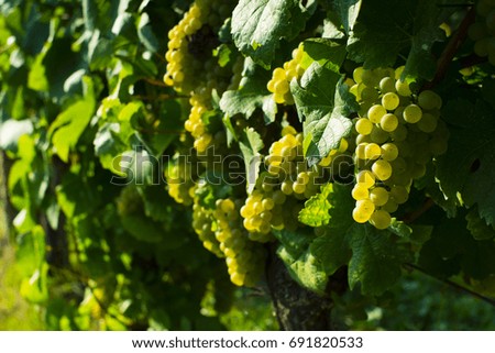september vineyard, ripe white grapes