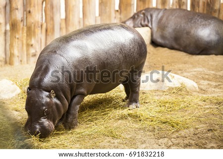 Hippopotamus Eating