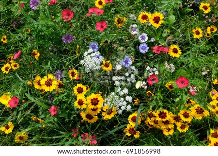Close up of a variety of wild flowers, taken on a sunny day in midsummer in Eastcote, UK