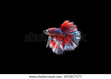 Capture the moving moment of red and blue Siamese fighting fish , betta fish isolated on black background.