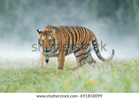 Beautiful young Siberian Tiger walking cross the meadow in early morning. Fog in the background, sun starting to rise. Amazing scene, angry look.