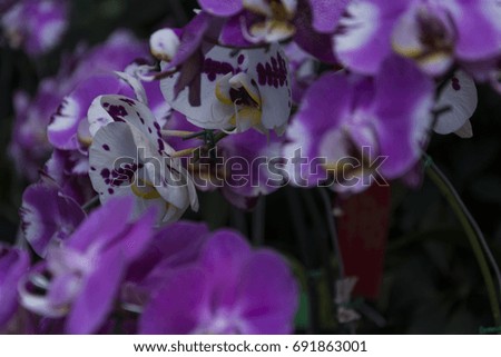 orchids, flowers and roses