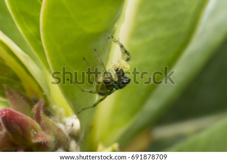 Spider on the leaf