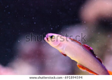 Purple cap firefish, Nemateleotris decora, darts through the saltwater on a tropical reef in the ocean. These colorful fish are purple and white with red.