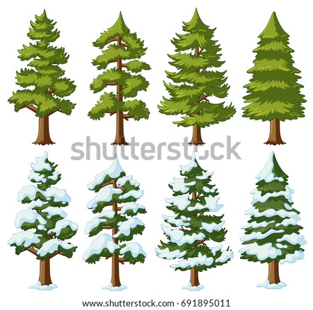 Different shapes of pine trees illustration